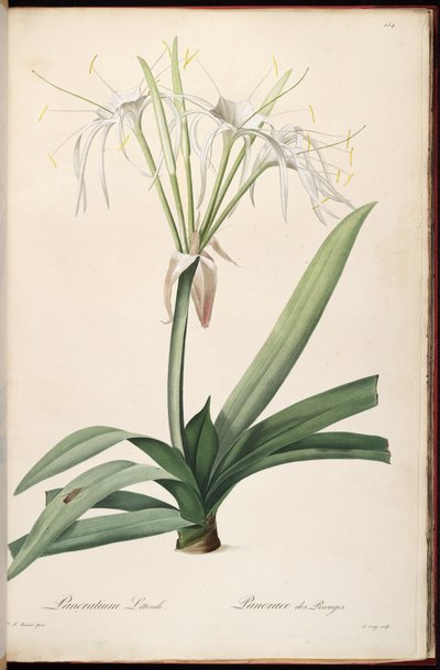 Hymenocallis littoralis by Pierre Joseph Redouté